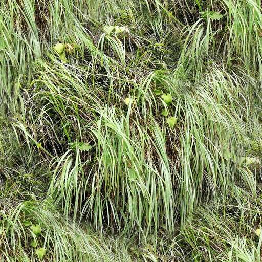 Long wild grass is a royalty-free texture in the category: seamless pot grass tileable pattern green vegetation bush wild