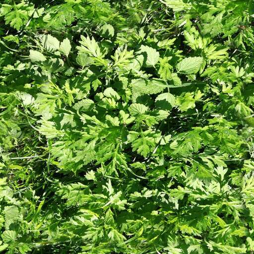 Green weeds is a royalty-free texture in the category: seamless pot grass tileable pattern green nature bush plant weeds weed
