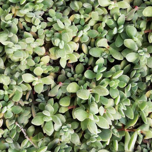 Plant ground leaves is a royalty-free texture in the category: seamless pot ground tileable leaves pattern green nature bush plant